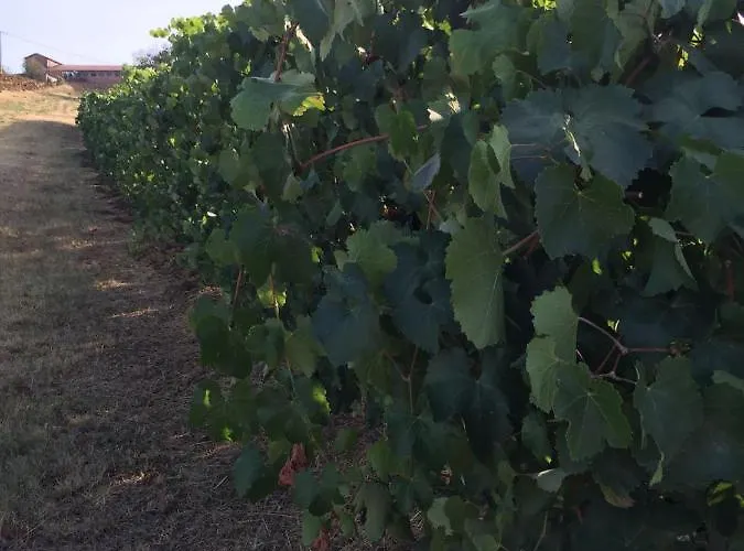 Maranello Moca Kro Il Poggio