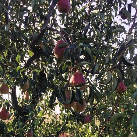 Maranello Moca Inn *