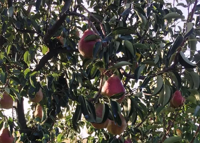 Maranello Moca Estalagem *